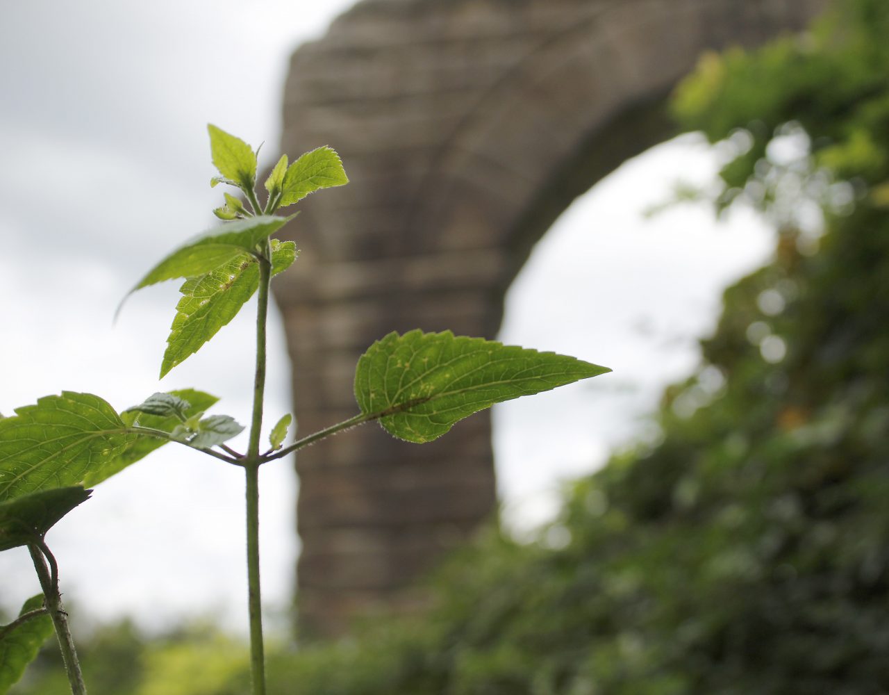 Plants in the ruins